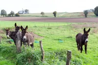Dream holidays in the blue house surrounded by nature and animals Hotels in Montpont-en-Bresse