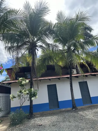 Wide Mouth Frog Conchal