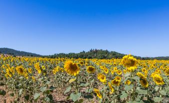 a large field of sunflowers under a clear blue sky , with mountains in the background at Marrone
