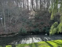 Cozy creek side cabin.  Pet Friendly.   Single Story, with ramp at entry Hotels in Laurel Fork