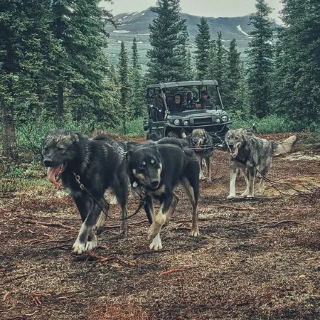 A-Frame glamping near Denali  National Park
