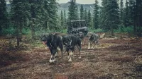 A-Frame glamping near Denali  National Park