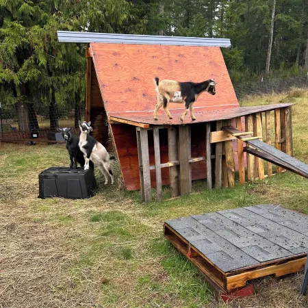 Cozy 1-bedroom suite on a small goat farm with full kitchen and living room