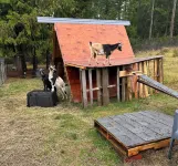 Cozy 1-bedroom suite on a small goat farm with full kitchen and living room