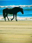 Have Loads of Fun at Oceanside Cottage in Corolla! Start your vacation now!