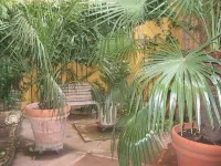 Maison D'artiste Avec Bambouseraie Enchanteresse aux Portes de Paris Hotels in Cachan