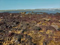 Condomínio dos Pássaros-Net 100 Mbps-Prime Video