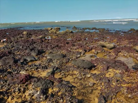 Condomínio dos Pássaros-Net 100 Mbps-Prime Video