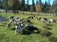 Sun Cabin at Left Foot Farm