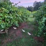 Phoenix Farms Vineyard