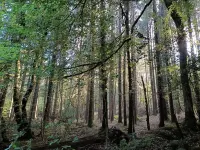 3 Bedroom Cottage - Sleeps 5 - Hot Tub Parking Hotels in Honiton