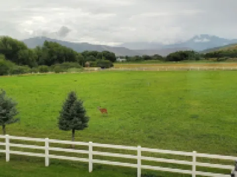 LUXURY Loft on Multi-Million 4 acre Estate in charming, Swiss town ミッドウェイのホテル