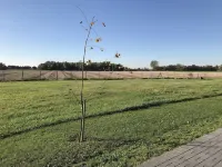 Vacation apartments Königsgut Emmericher Eyland (apartment 1) Hotel a Kalkar