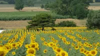 Beautiful farmhouse 20 km. from Pisa with swimming pool - Bellavista apartment
