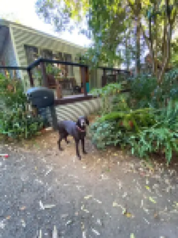 This pet friendly retreat is excellent to relax over looking a "rain forest