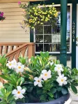 Ellis House Bed & Breakfast - Bed and Breakfasts