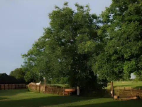 Tradicije Cigoc Hotels in 