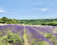 Au Coeur de la Forêt en Drôme Provençale - swimming pool