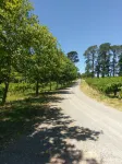 Lost in the Vines. Vineyard Escape.