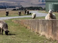 Farmstay at Fleece, Flock & Fibre an historic railway station in Taralga
