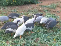 The Writer’s Cabin