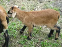 Mecklenburg Lake District! Family-Friendly Vacation Home, Wlan Hotels in Krakow am See