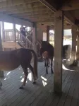 Lightly Salted OBX, Beach front Luxury, Wild Horses, Pool, Hot Tub, 4x4 Beach - 4-stjärniga