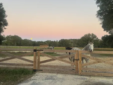 Cute cottage on 85-Acre horse farm