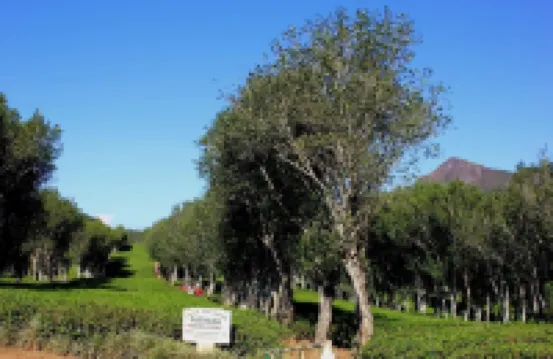 Hatale Mini World's End Bungalow Hotels in Meemure