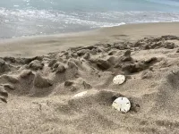 5 bedroom Villa with pool, 5 min walk to the beach