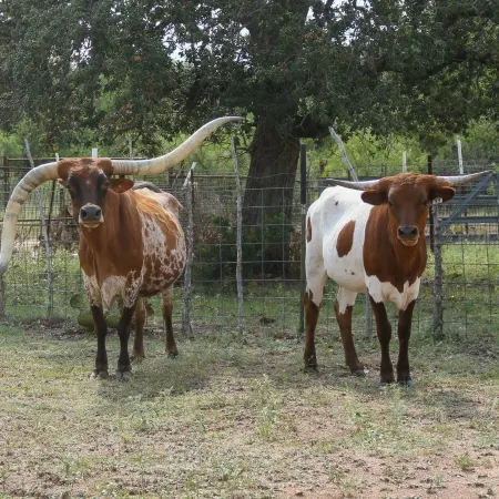 Over 100 acre longhorn ranch to enjoy hiking, star gazing, and wildlife viewing.