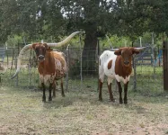 Over 100 acre longhorn ranch to enjoy hiking, star gazing, and wildlife viewing.