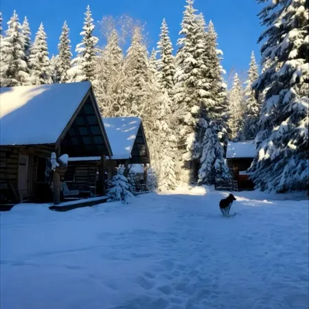 Lynx, wildlife, custom log cabin . private lake access, salmon stream kayaking,