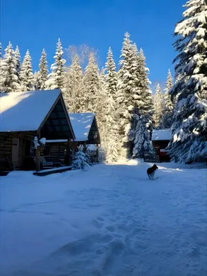 Lynx, wildlife, custom log cabin . private lake access, salmon stream kayaking,