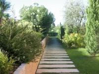Le Camelie