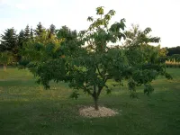 Haus Im Grünen / House in the Green