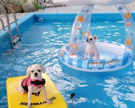 Sancheong Pet Glamping