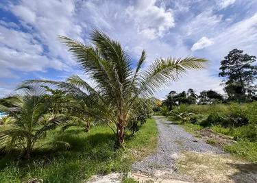 รูปภาพของกวนมะพร้าว วิลล่า 3