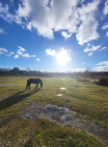 Coppice, Entire 1 bedroom annex, pet friendly. EV Charger. Hotels in Barton on Sea