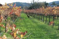 TandaTula, Wine Country Sanctuary with Pool, Hot Tub, Bocce, Fire Pits and More!