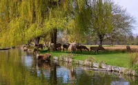 The Foresters Arms Hotel a Kingston upon Thames