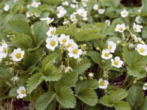 Villiruusu Hotels in Sonkajarvi