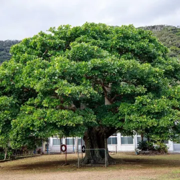 Denpaku Umimiru Yane No Yado <Amamioshima>