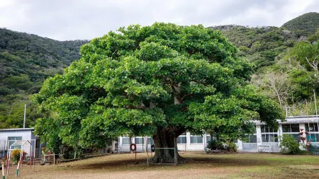 Denpaku Umimiru Yane No Yado <Amamioshima>