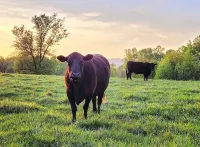 Moo Manor, 10 Mins from downtown Mayberry - 4-Star
