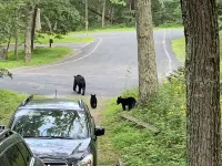 Cozy Cabin with private HOT TUB!
