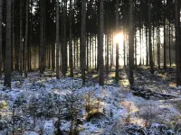 Lodge in Oignies Forest with Eco Design - 3-Star