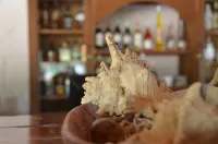 Honey Badger Lodge - bar