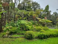 Experience Tranquility in a Spacious 3-Bedroom Surrounded by Hawaiian Forest