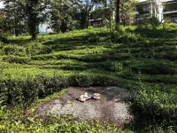 Lamrin Norwood Green Palampur, Himachal Pradesh Hotels in Palampur